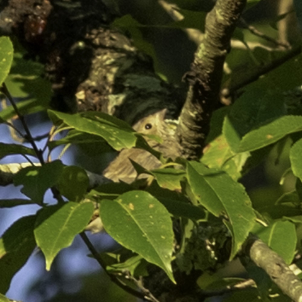 Indigo Bunting - ML641160384