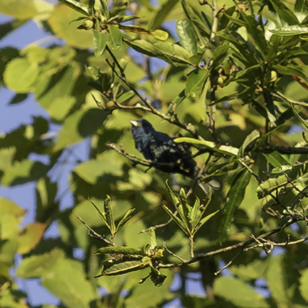 Indigo Bunting - ML641160385
