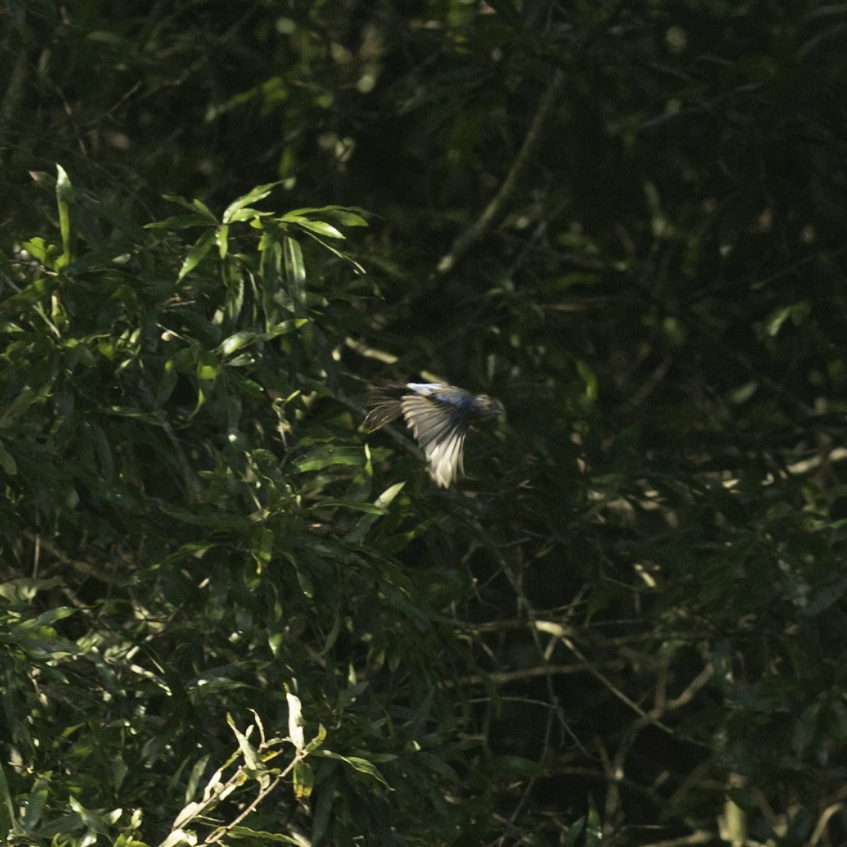 Indigo Bunting - ML641160390