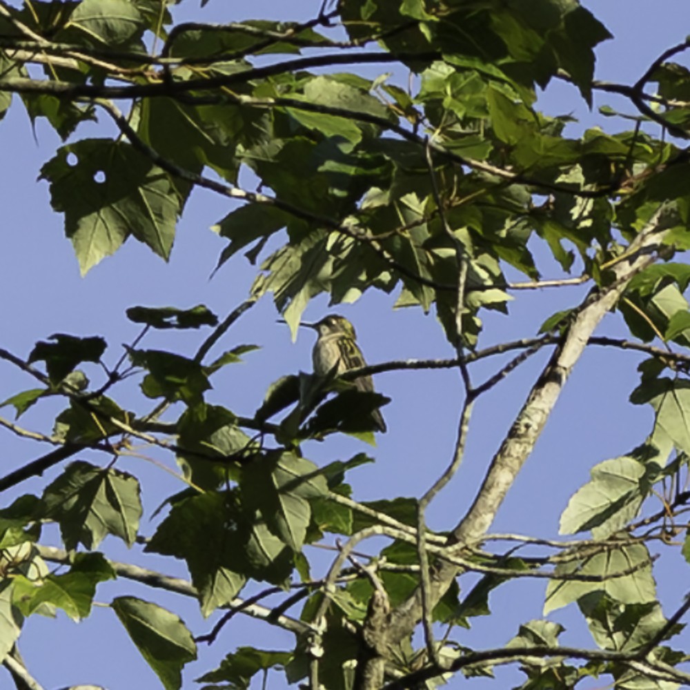 Ruby-throated Hummingbird - ML641160396