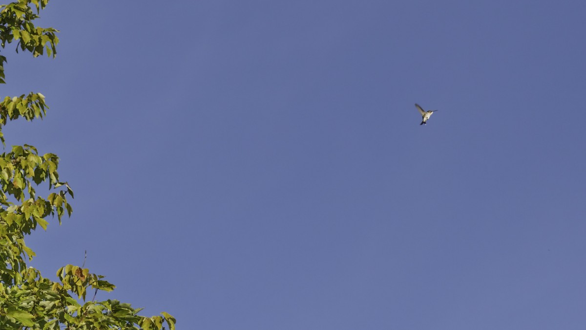 Ruby-throated Hummingbird - ML641160400