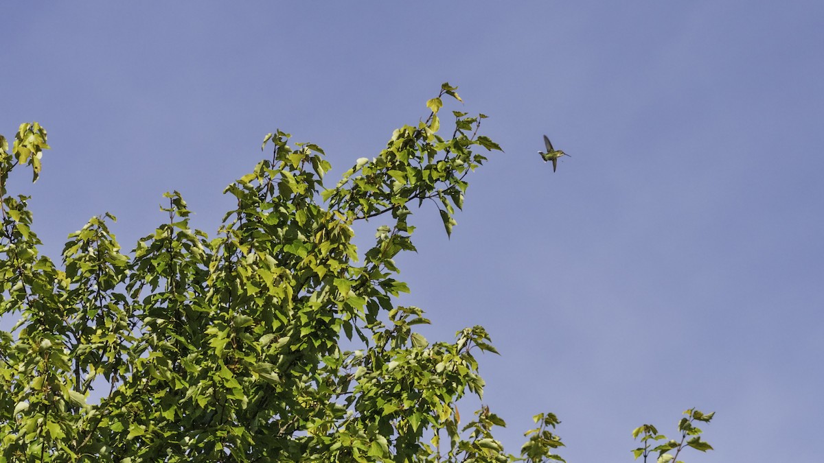 Ruby-throated Hummingbird - ML641160401