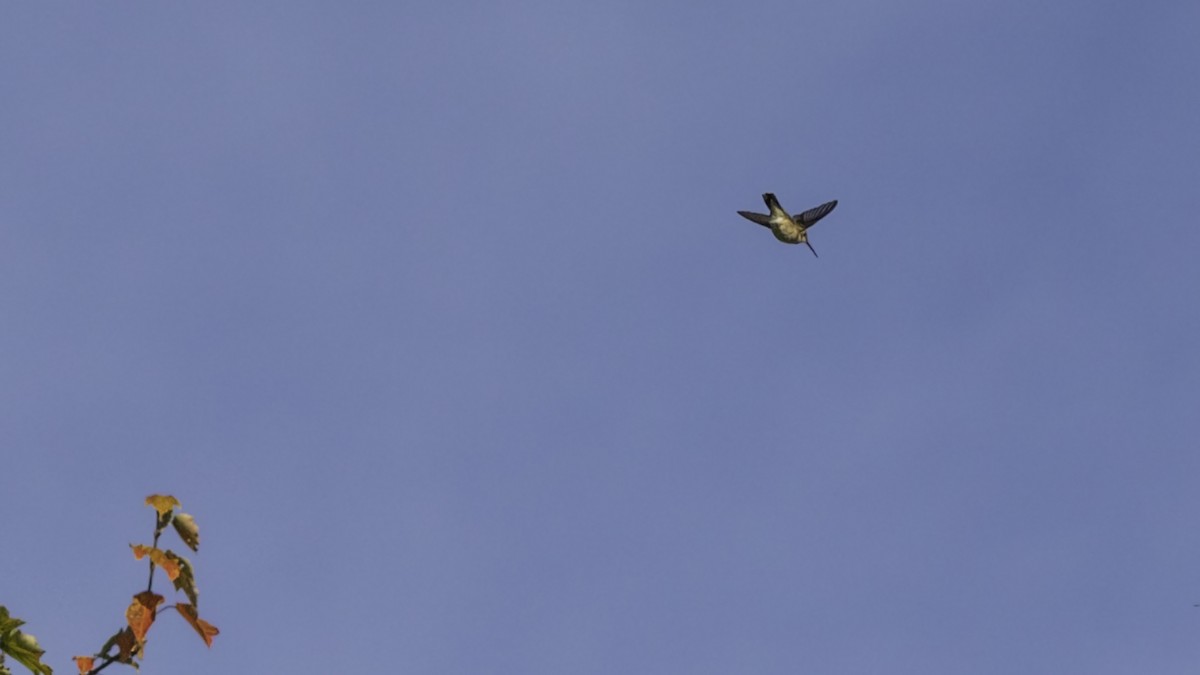 Ruby-throated Hummingbird - ML641160402