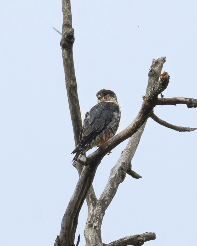 Merlin - ML641160404