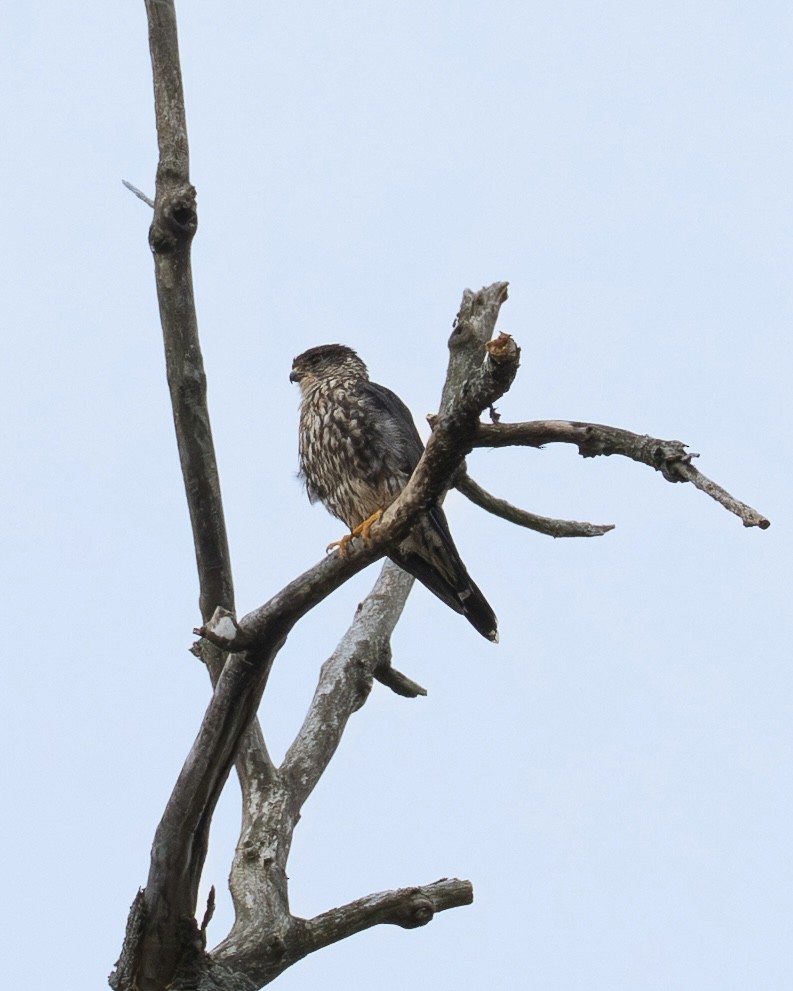 Merlin - ML641160405