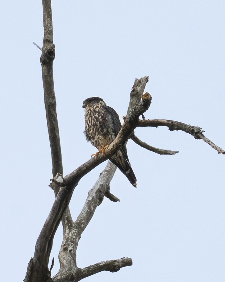 Merlin - ML641160406
