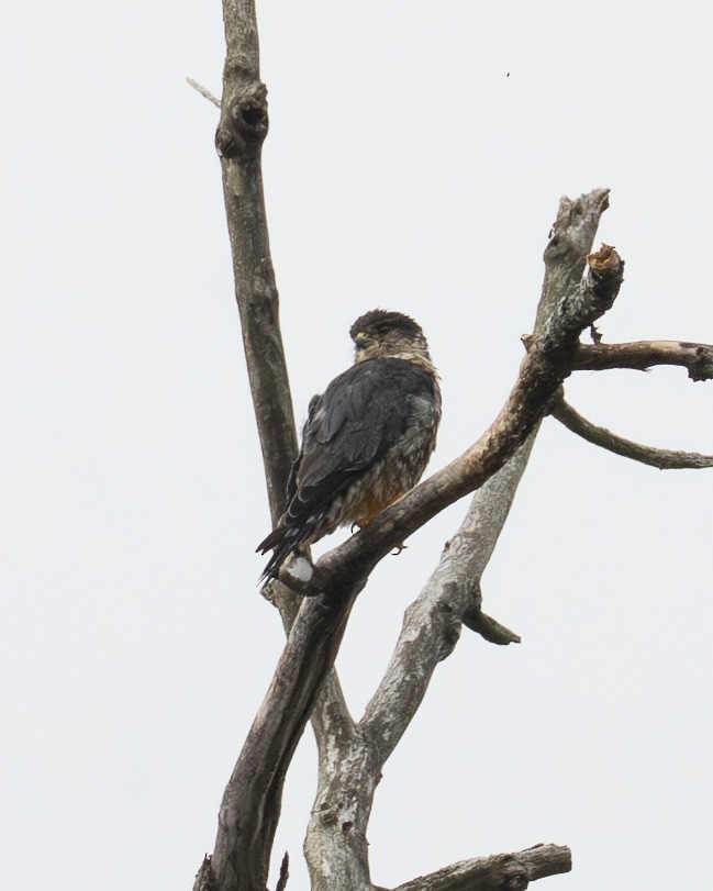 Merlin - ML641160407