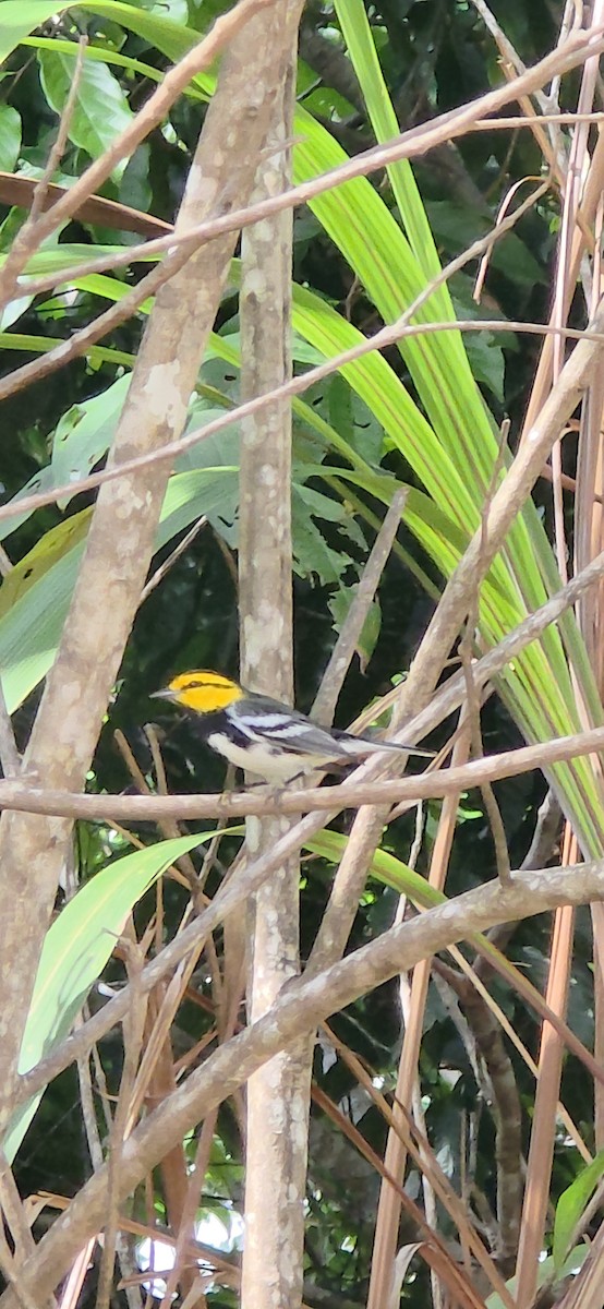 Golden-cheeked Warbler - ML641160414