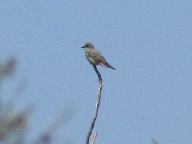 Cassin's Kingbird - ML641160444