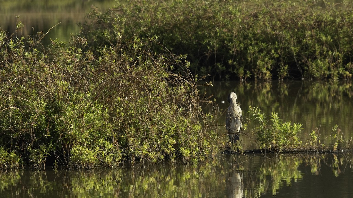 Great Blue Heron - ML641160451