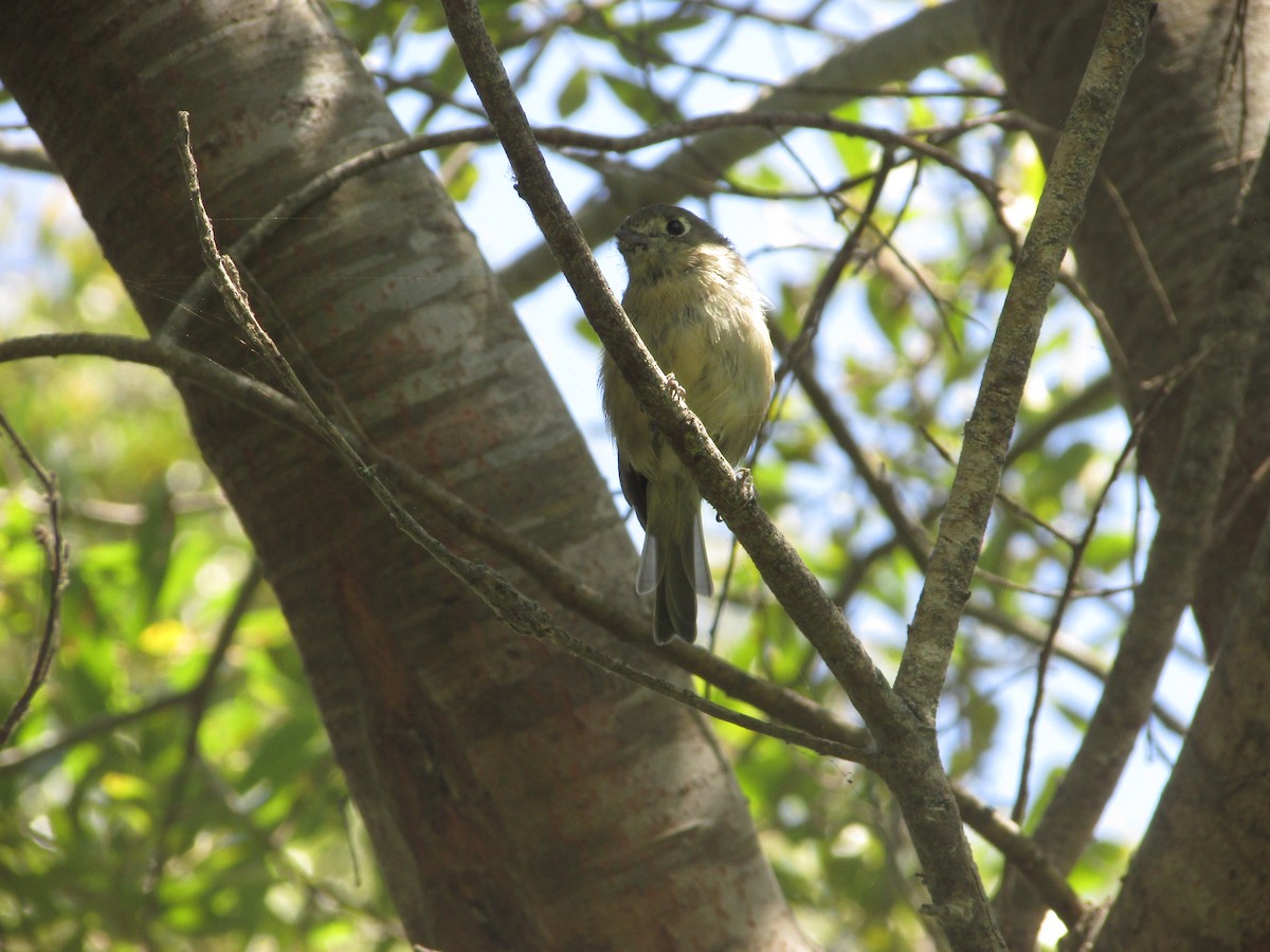 Hutton's Vireo - ML641160468