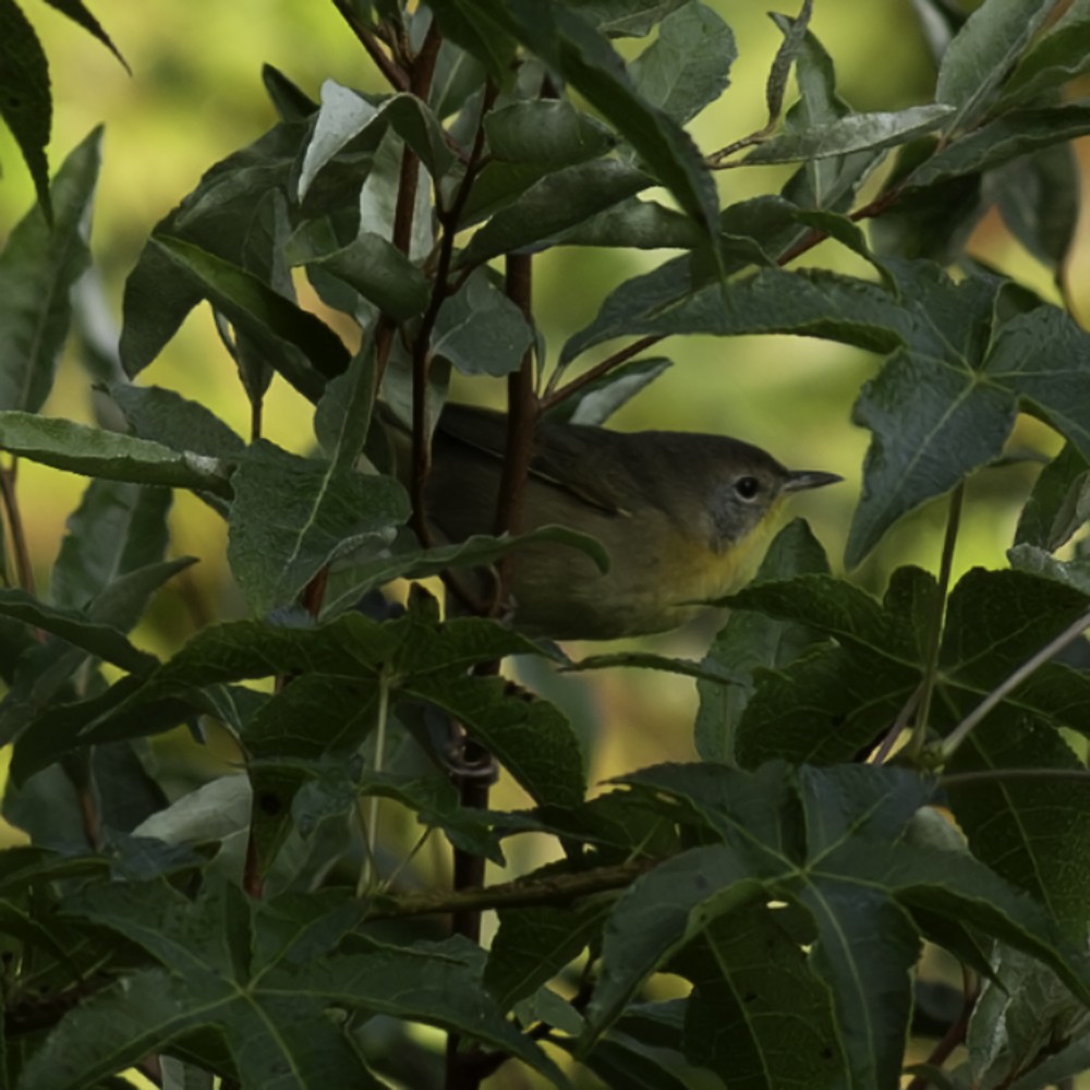 Common Yellowthroat - ML641160481