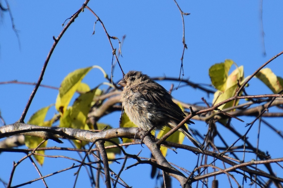 passerine sp. - ML641160482