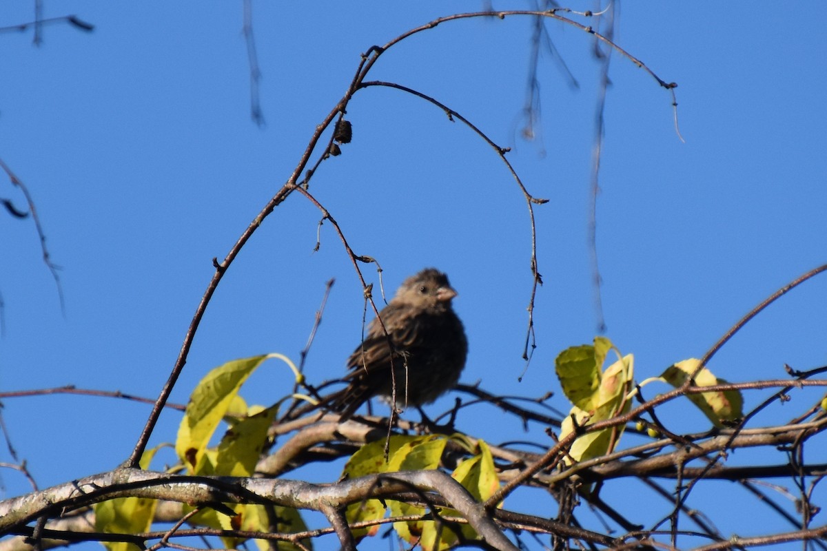 passerine sp. - ML641160483