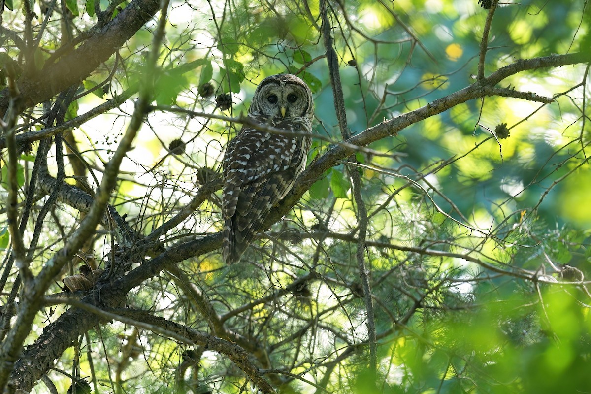 Barred Owl - ML641160484