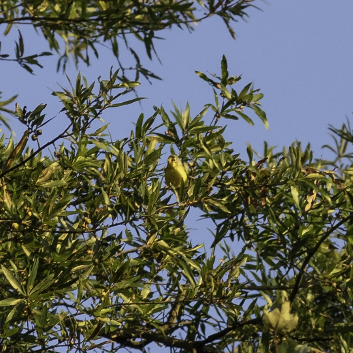 Canada Warbler - ML641160487