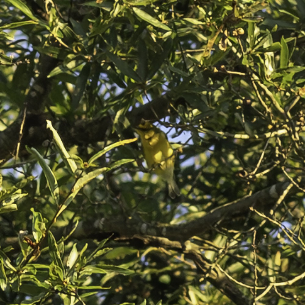Blue-winged Warbler - ML641160503