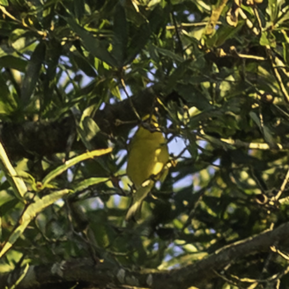 Blue-winged Warbler - ML641160506