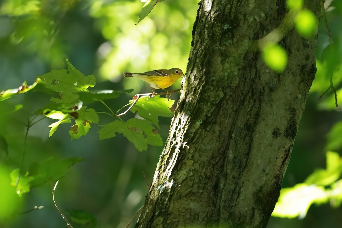 Magnolia Warbler - ML641160513