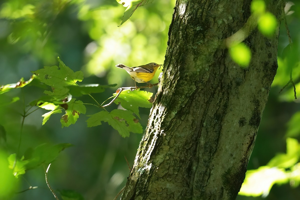Magnolia Warbler - ML641160514
