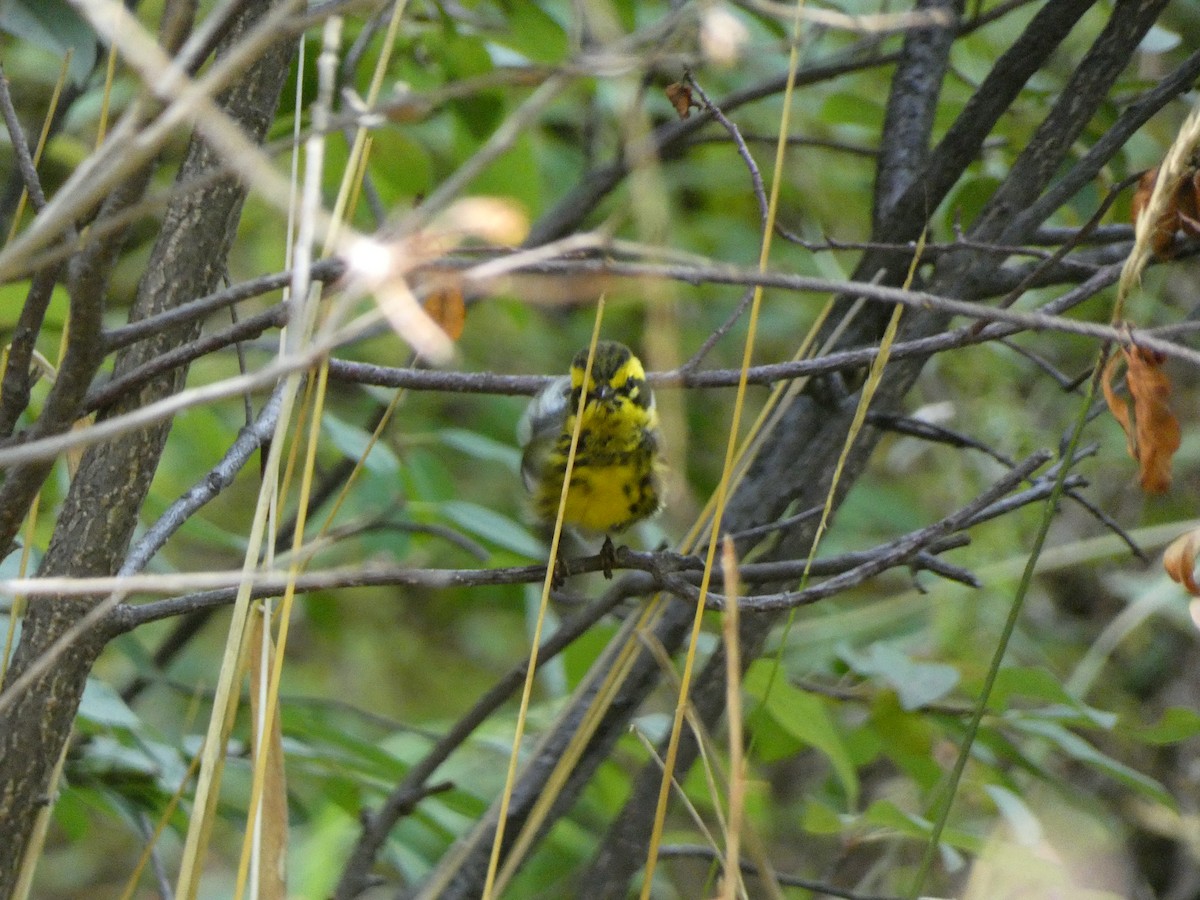 Townsend's Warbler - ML641160515