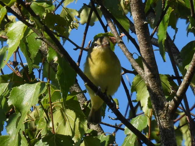 Philadelphia Vireo - ML641160516