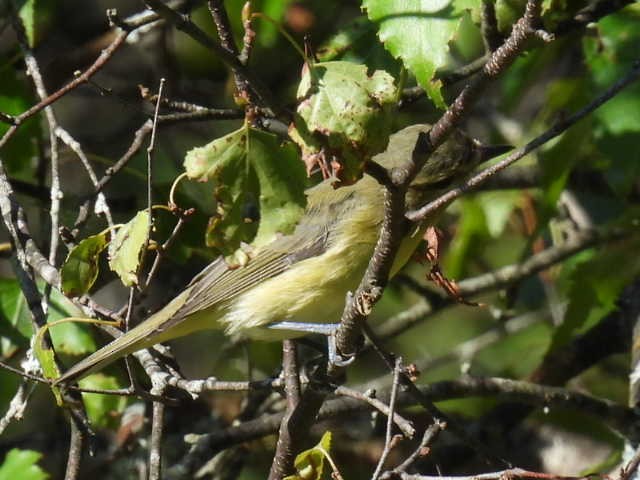 Philadelphia Vireo - ML641160517