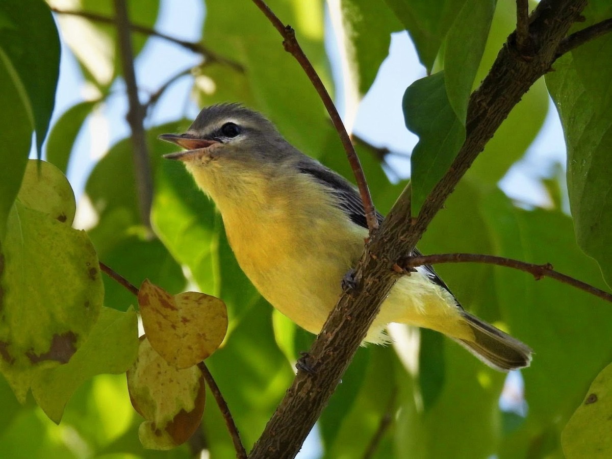 Philadelphia Vireo - ML641160518