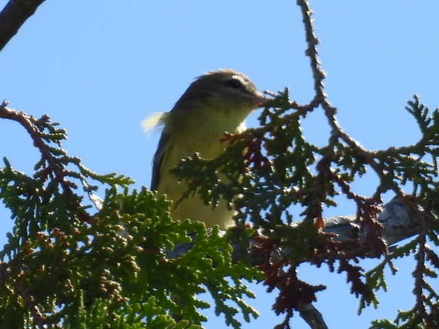 Philadelphia Vireo - ML641160519