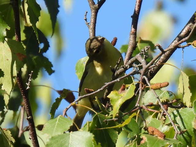 Philadelphia Vireo - ML641160521