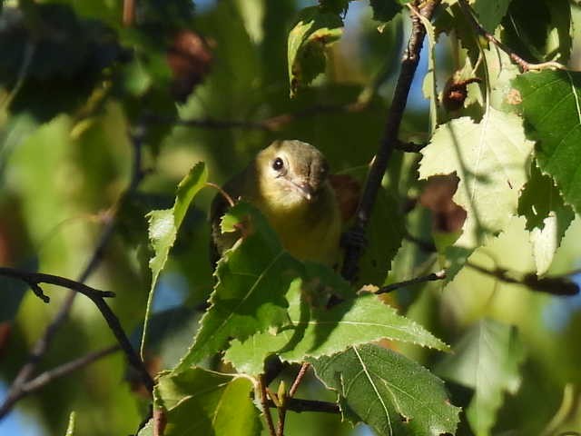 Philadelphia Vireo - ML641160522