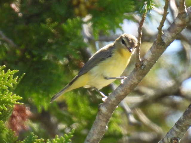 Philadelphia Vireo - ML641160523
