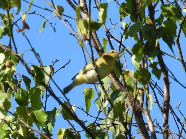 Philadelphia Vireo - ML641160525