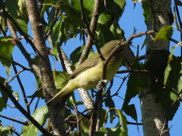Philadelphia Vireo - ML641160526