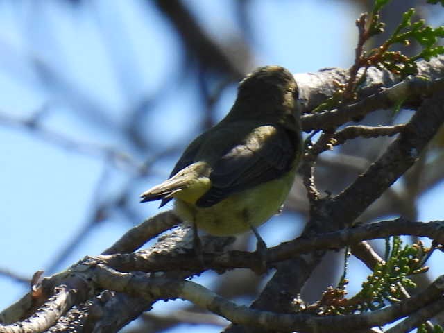 Philadelphia Vireo - ML641160527