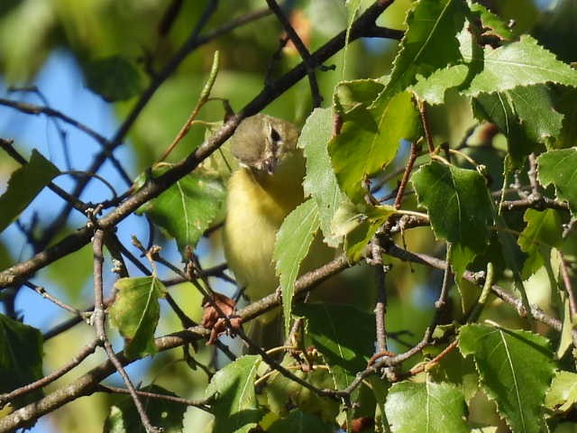 Philadelphia Vireo - ML641160528