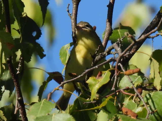 Philadelphia Vireo - ML641160529