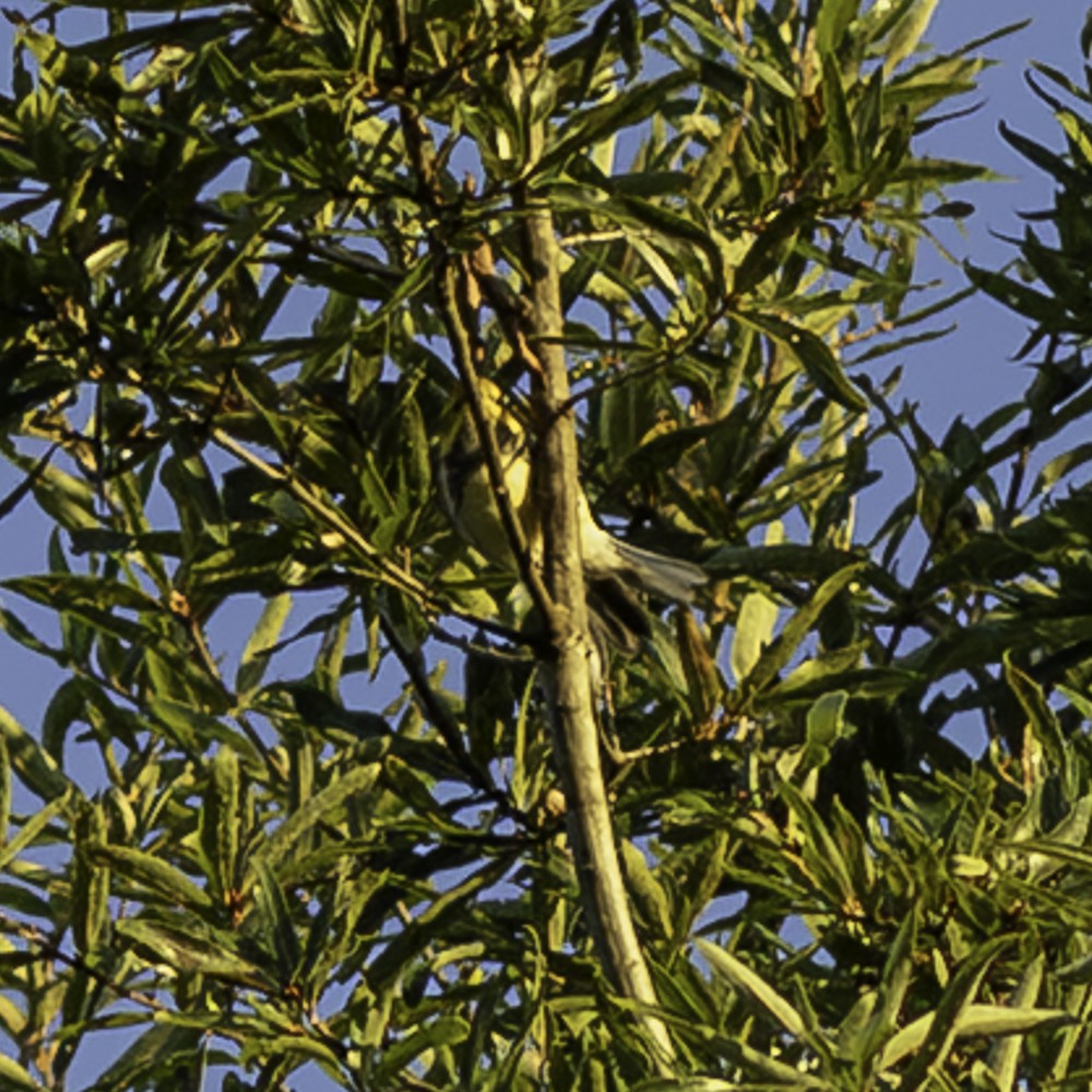 Black-throated Green Warbler - ML641160534