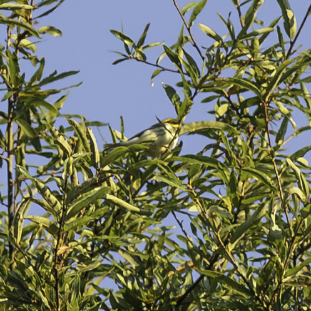 Black-throated Green Warbler - ML641160535