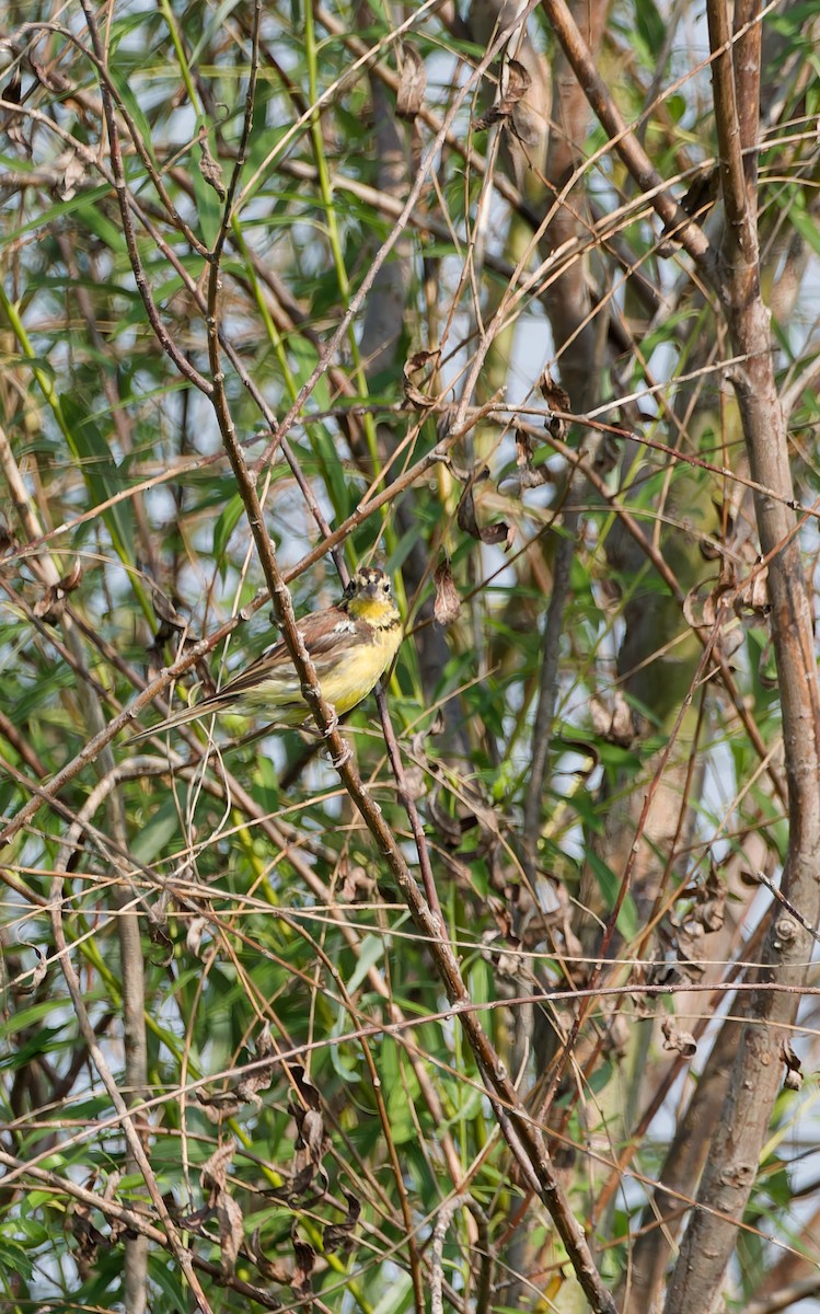 Yellow-breasted Bunting - ML641160553