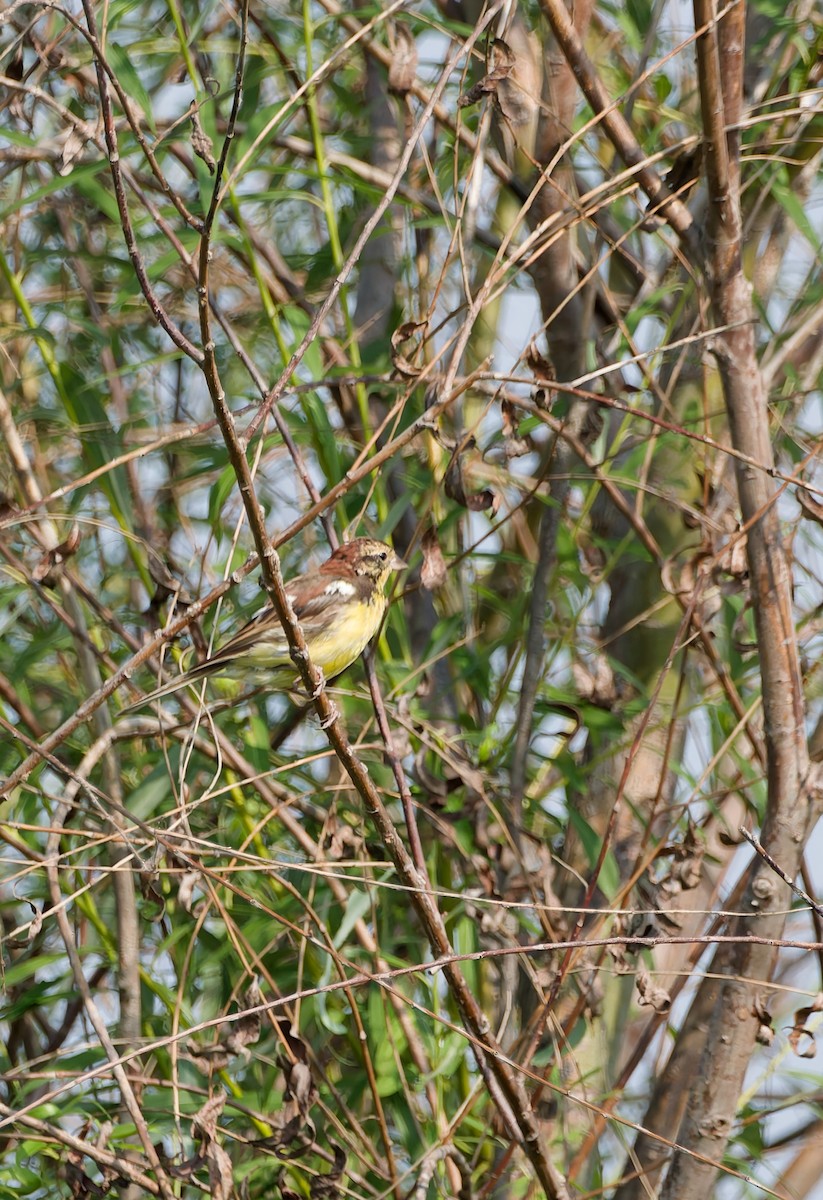 Yellow-breasted Bunting - ML641160554