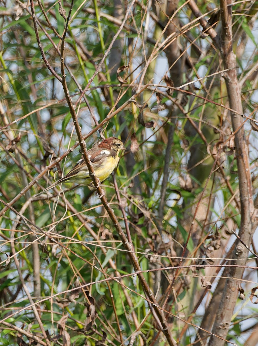 Yellow-breasted Bunting - ML641160555