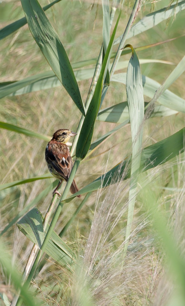 Yellow-breasted Bunting - ML641160556