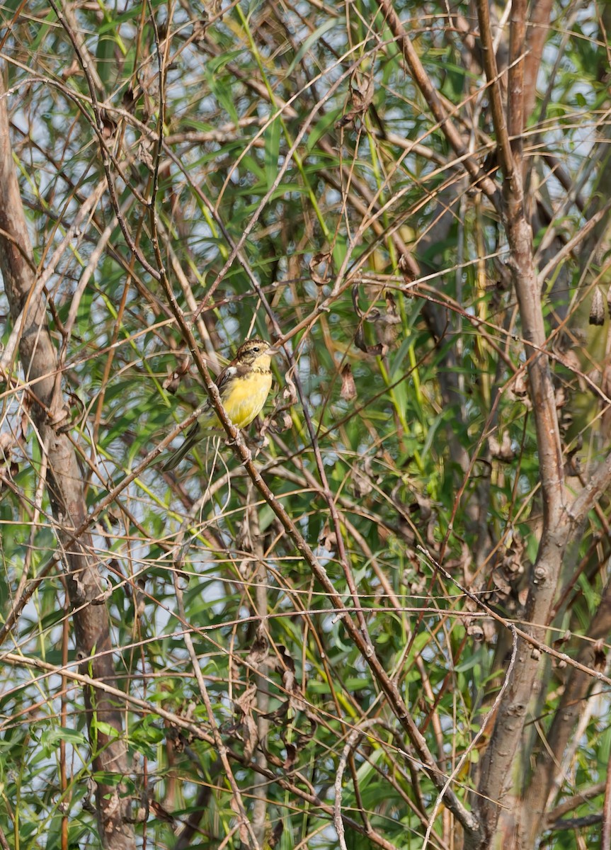 Yellow-breasted Bunting - ML641160557