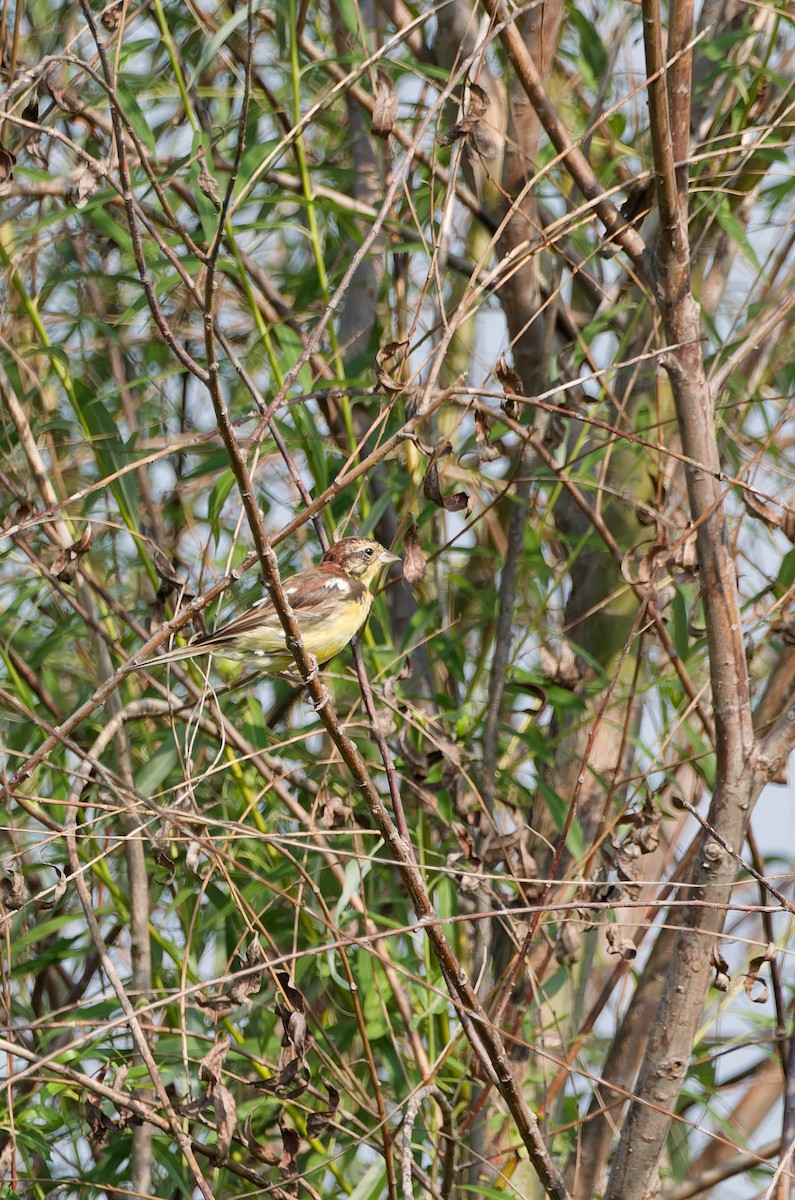 Yellow-breasted Bunting - ML641160558