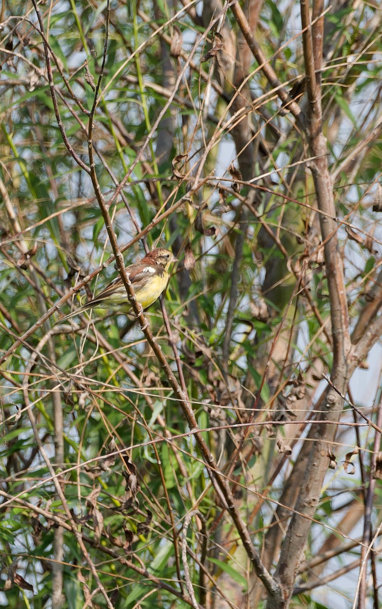 Yellow-breasted Bunting - ML641160559