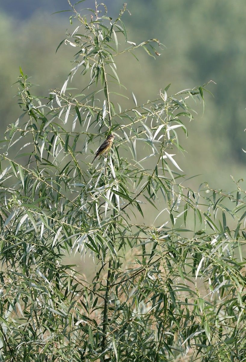 Yellow-breasted Bunting - ML641160560