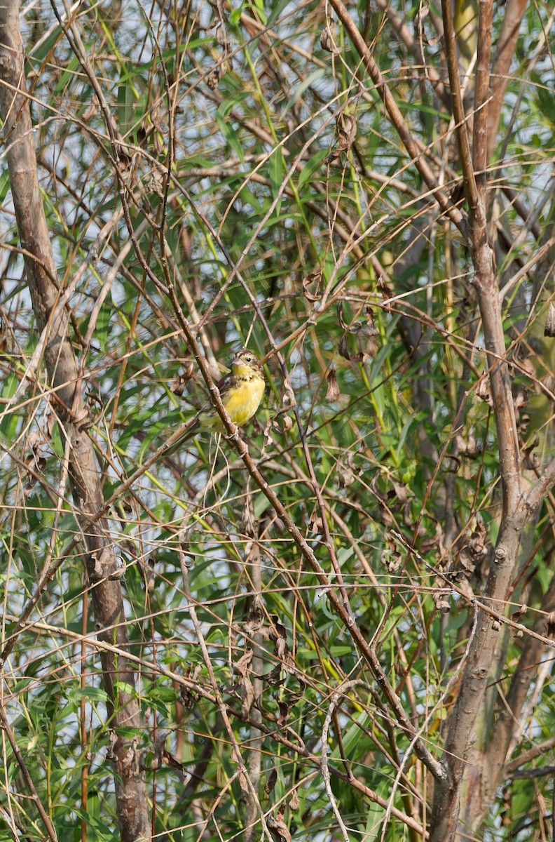 Yellow-breasted Bunting - ML641160561