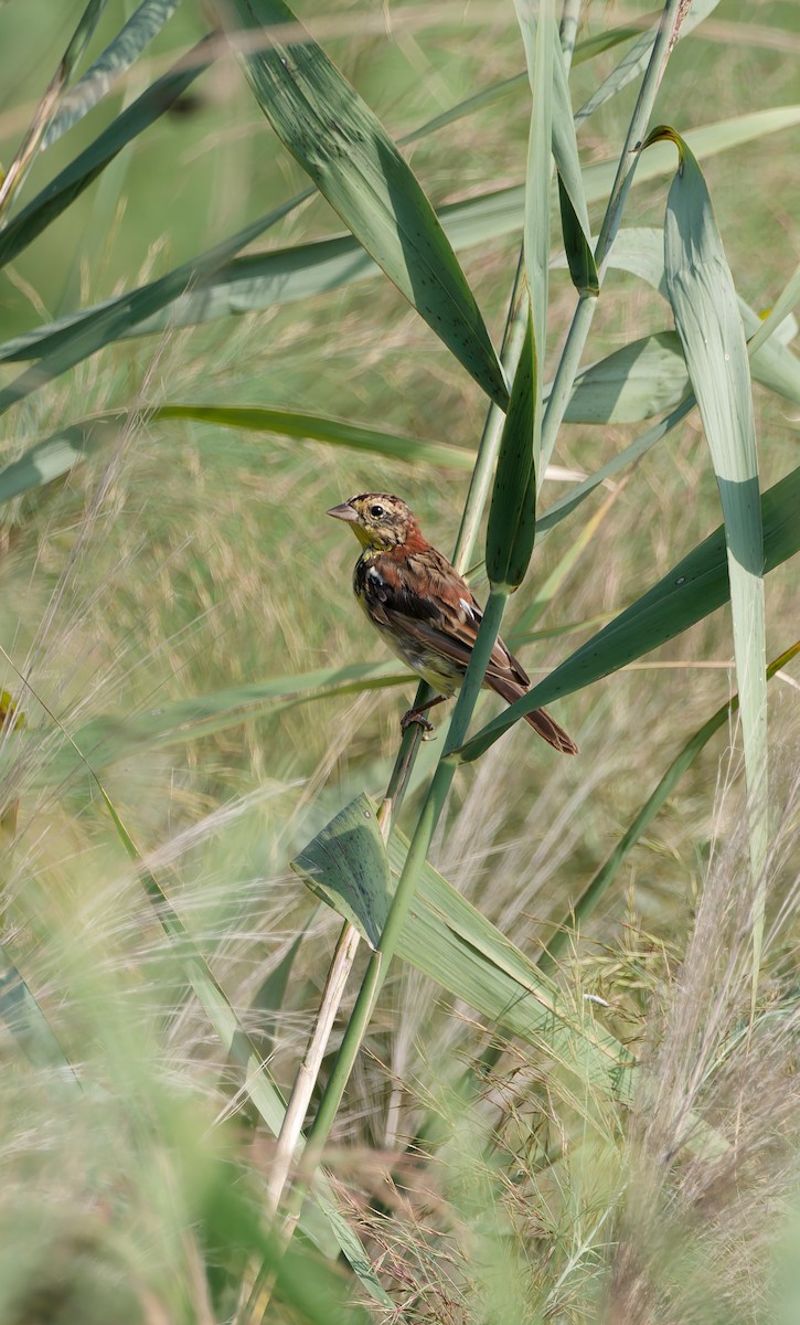 Yellow-breasted Bunting - ML641160562