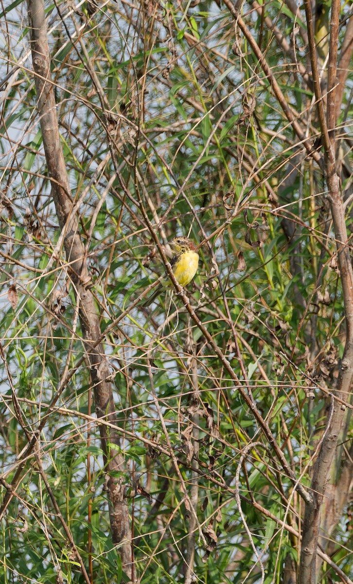 Yellow-breasted Bunting - ML641160563